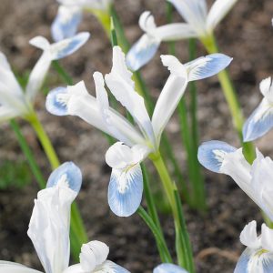 Cluster of white Iris flowers, with subtle blue flower tips, with yellow marking.