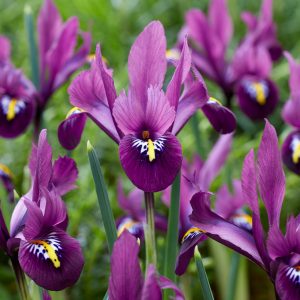 Cluster of deep purple iris flowers, with white and yellow marking on the falls.