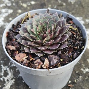Sempervivum ‘Lacerta’ – Succulent – Houseleek