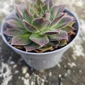 Sempervivum ‘Leo’ – Succulent – Houseleek