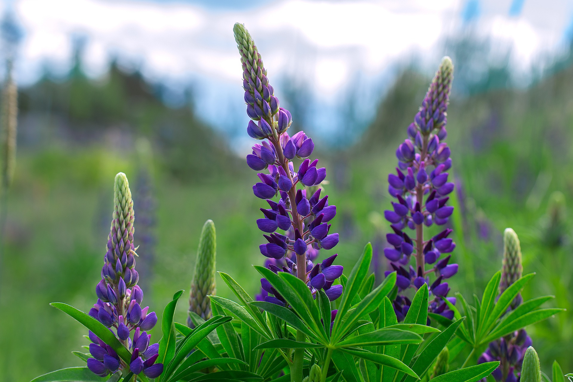 Inflorescence Sky Flower Blue Lupine