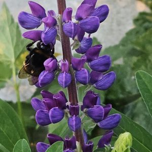 Lupin.