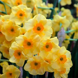 A cluster of miniature daffodils, with creamy yellow petals and a deep yellow short trumpet.