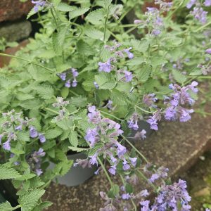 Nepeta ‘Walkers Low’