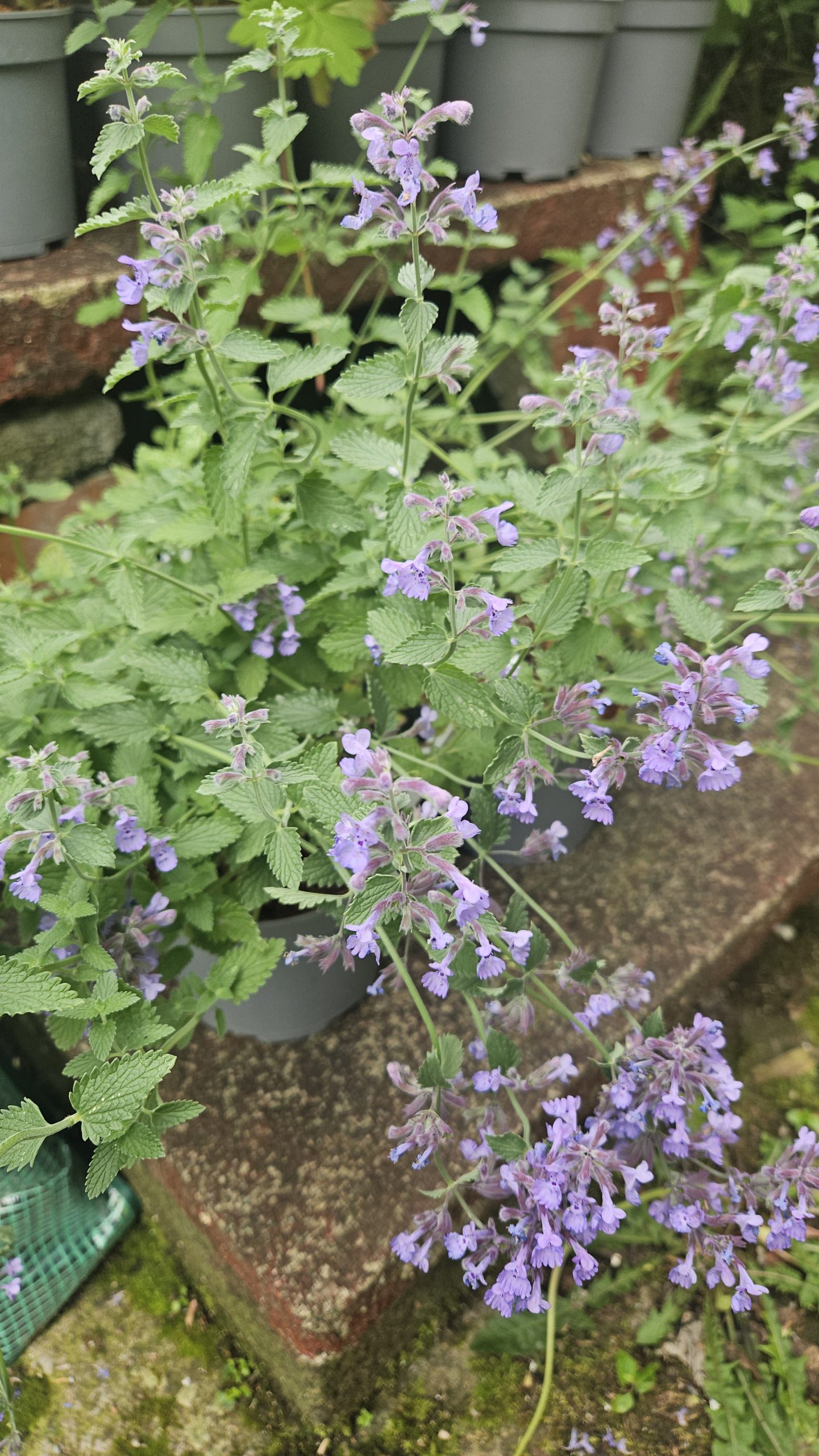 Nepeta 'Walkers Low'