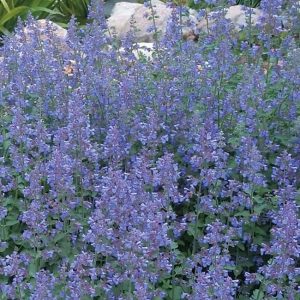 A drift of lavender blue flowers, on upright stems, with sage green foliage.