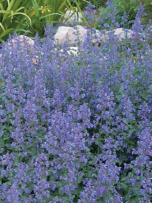 A drift of lavender blue flowers, on upright stems, with sage green foliage.