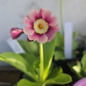 Primula auricula (Mixed Colours) 7cm Potted