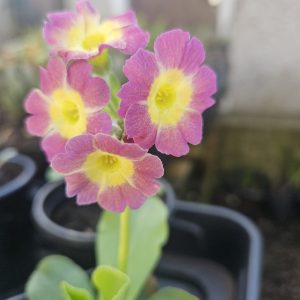 Primula auricula (Mixed Colours) 7cm Potted