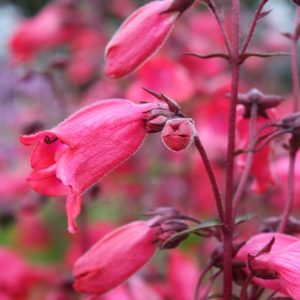 Bell shaped, wine coloured flowers, held in pairs on an upright deep red coloured stem.