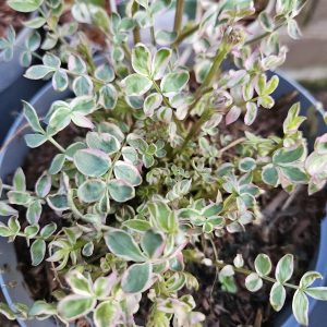 Polemonium caeruleum ‘Stairway To Heaven’