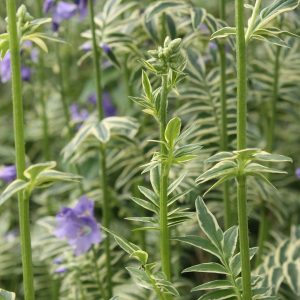 Green stems, with alternating variegated leaf clusters, and some light blue out of focus flowers in the background.