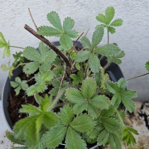 Potentilla ‘Miss Wilmott’