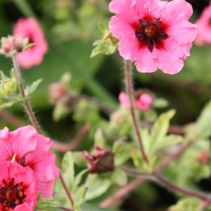 Pink petals with a deep maroon eye and central flower cone held on long trailing stems.