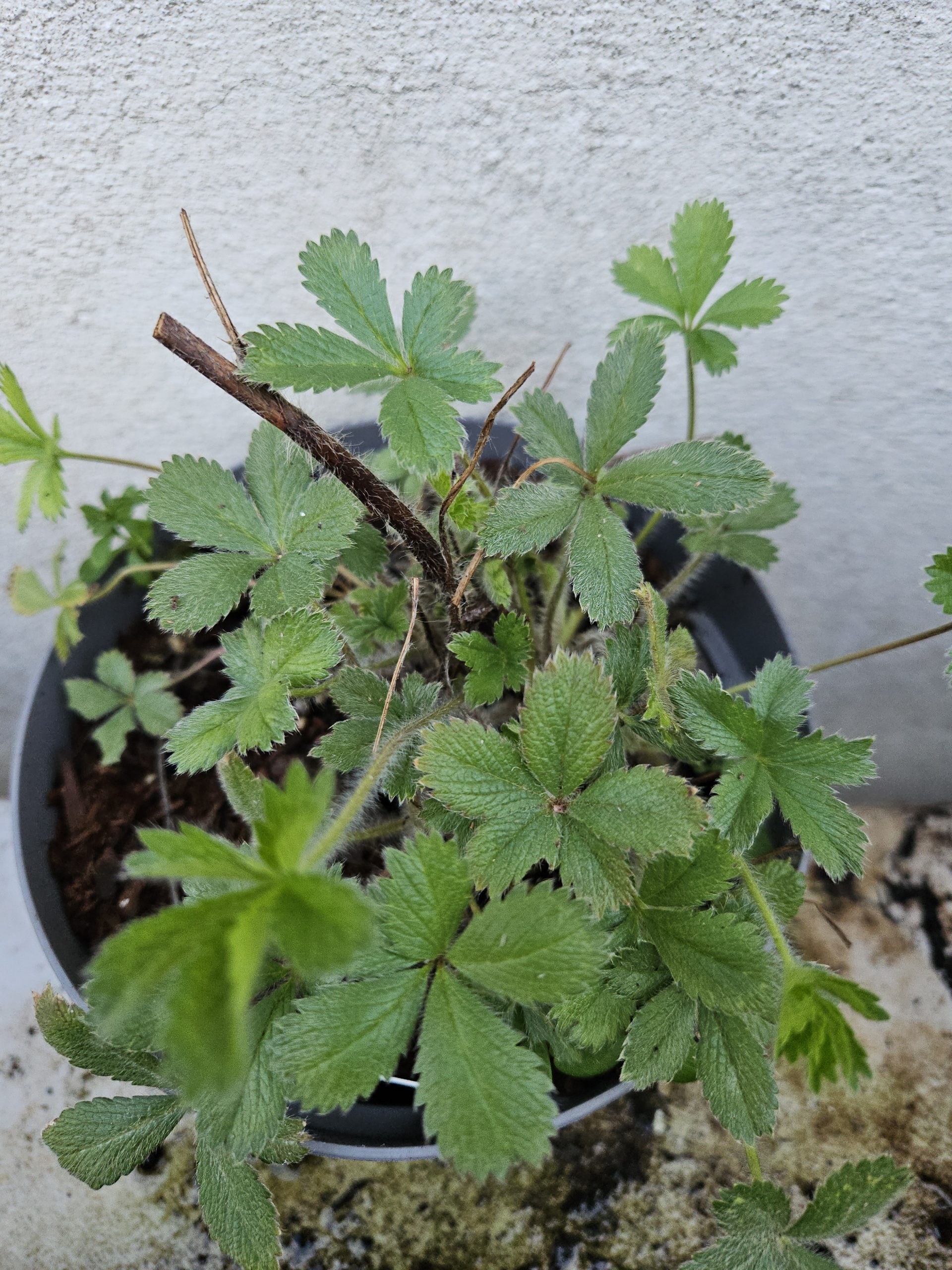 Potentilla 'Miss Wilmott'