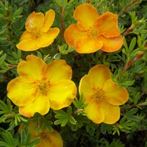 Potentilla fruticosa 'Sunset'