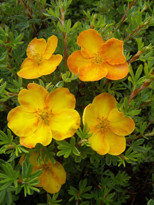Potentilla fruticosa 'Sunset'