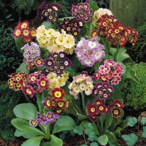 Primula auricula (Mixed Colours) 7cm Potted