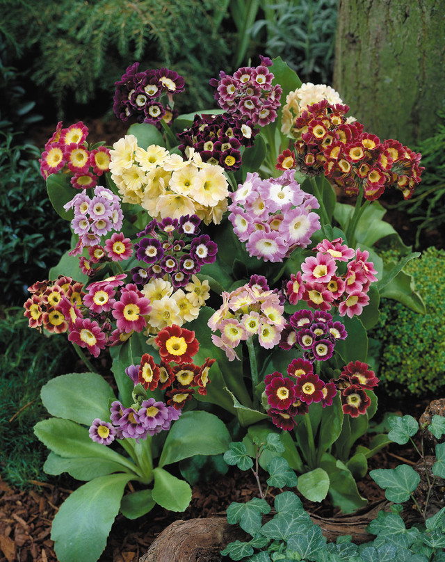 Primula Auricula (Mixed Colours)