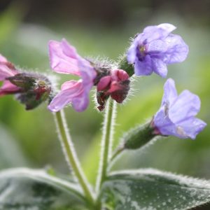 Pink to blue flowers, on upright stems with visible hairs on plant, green leaves with white spotting.