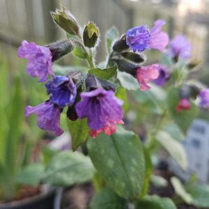 Pulmonaria ‘Mrs Moon’