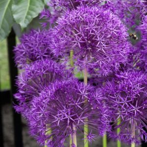 On a high stalk, a dandelion like, purple ball of individual tiny six petal flowers.