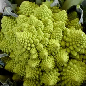 Cauliflower Romanesco - (Av. 250 Seeds)