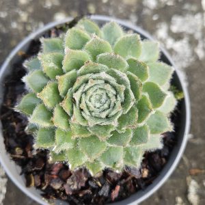 Sempervivum ‘Rosa Madchen’ – Succulent – Houseleek