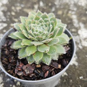 Sempervivum ‘Rosa Madchen’ – Succulent – Houseleek