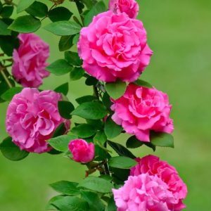 Rosa ‘Zephirine Drouhin’ (Climbing)