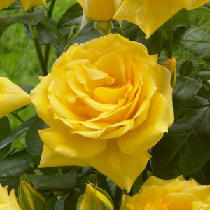 Rosa ‘Apollo’ (Climbing)