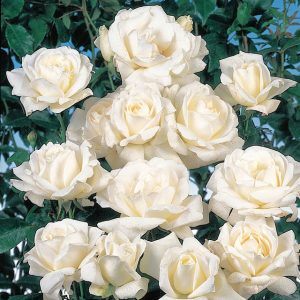 Rosa ‘Iceberg’ (Climbing)