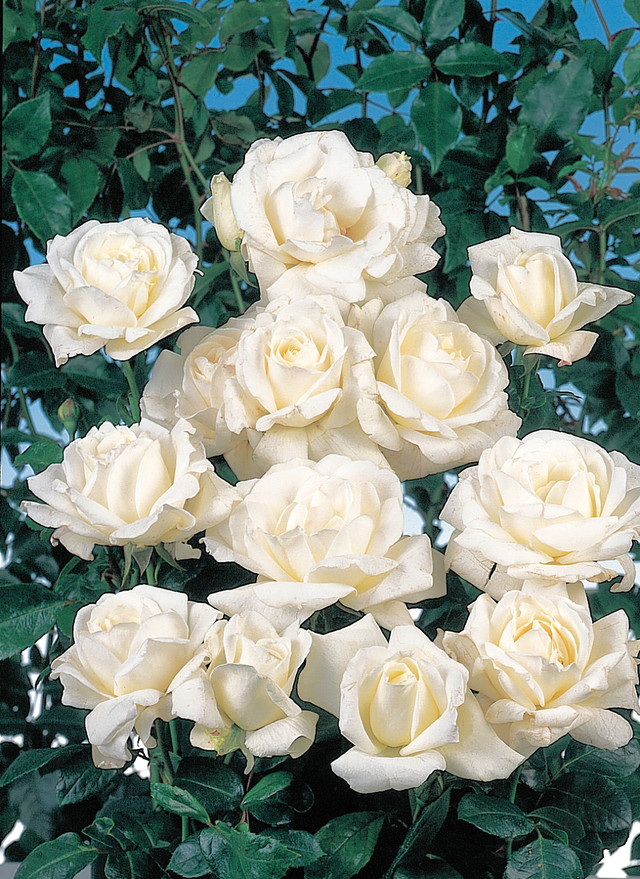 Rose Climbing Iceberg