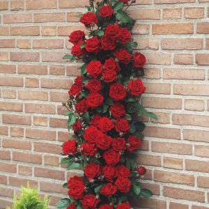 Rosa ‘Pauls Scarlet’ (Climber)