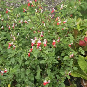 Salvia ‘Hot Lips’