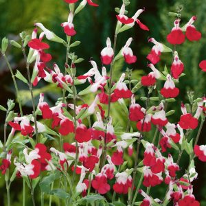 Multiple magenta and white flowers on erect stems.
