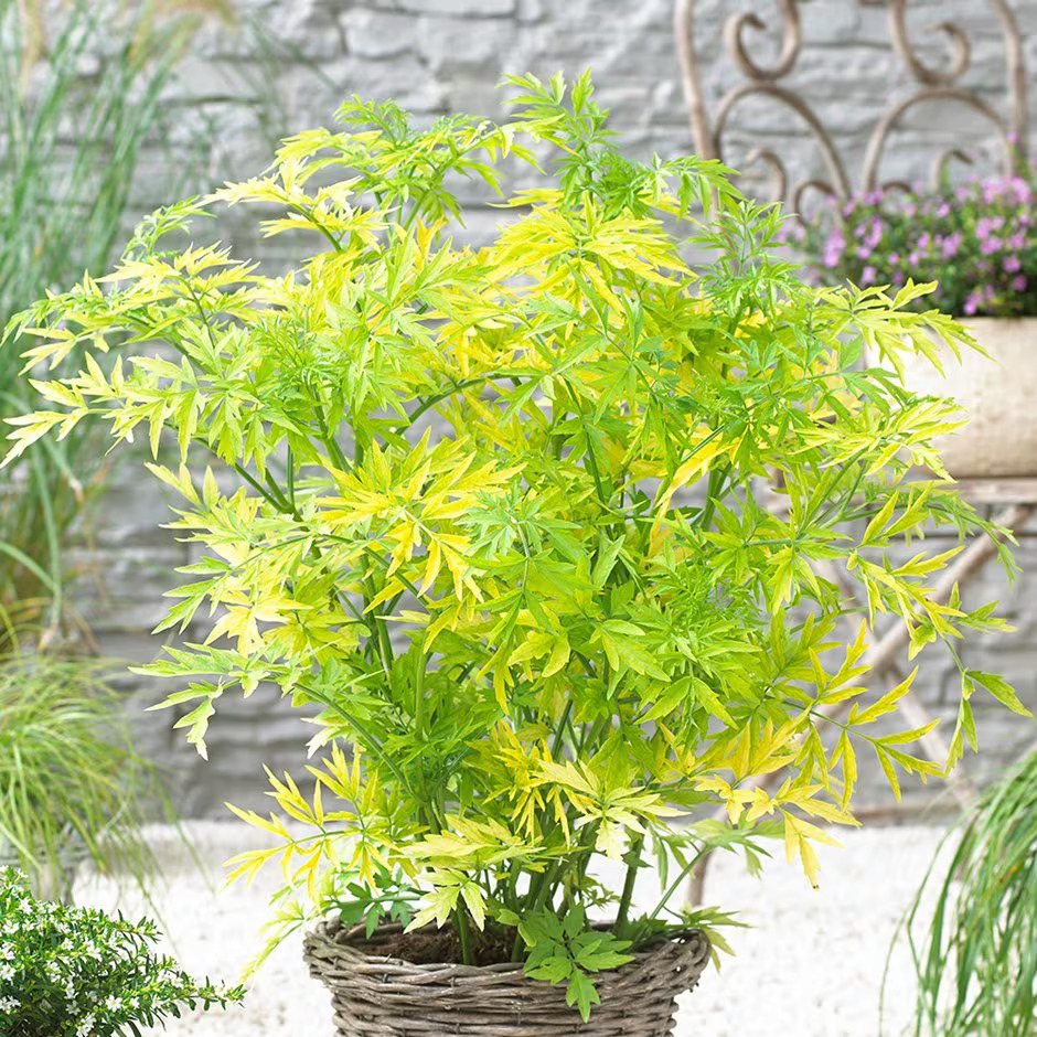 Sambucus 'Golden Tower'