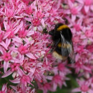 Mid pink with white clusters of small flowers with a large bumble bee feeding.