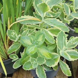 Sedum ‘Frosted Fire’