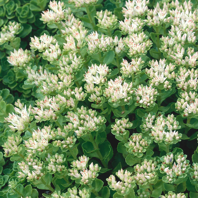 Sedum spureum Summer Snow