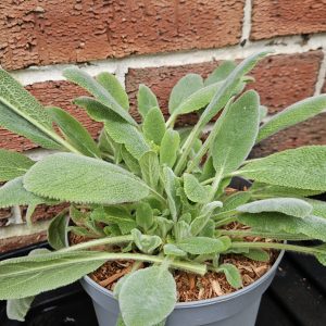 Lamb’s Ear – (Stachys byzantina)
