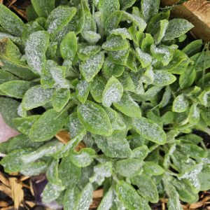 Lamb's Ear - (Stachys byzantina)