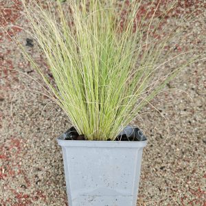 Grass – Stipa tenuissima – (Pony Tails)