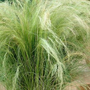 Grass – Stipa tenuissima – (Pony Tails)