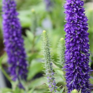 An upright, bottle brush type blue flower, with multiple flowers the full length of the flower spike.