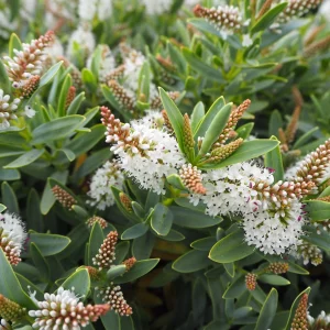 Veronica (Hebe) ‘Blue Star’