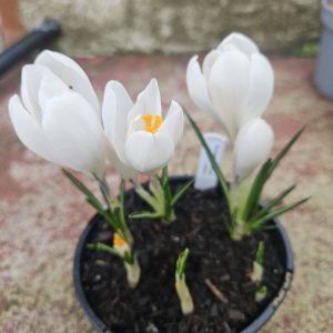 Crocus – Large flowered white. (10 Bulbs)