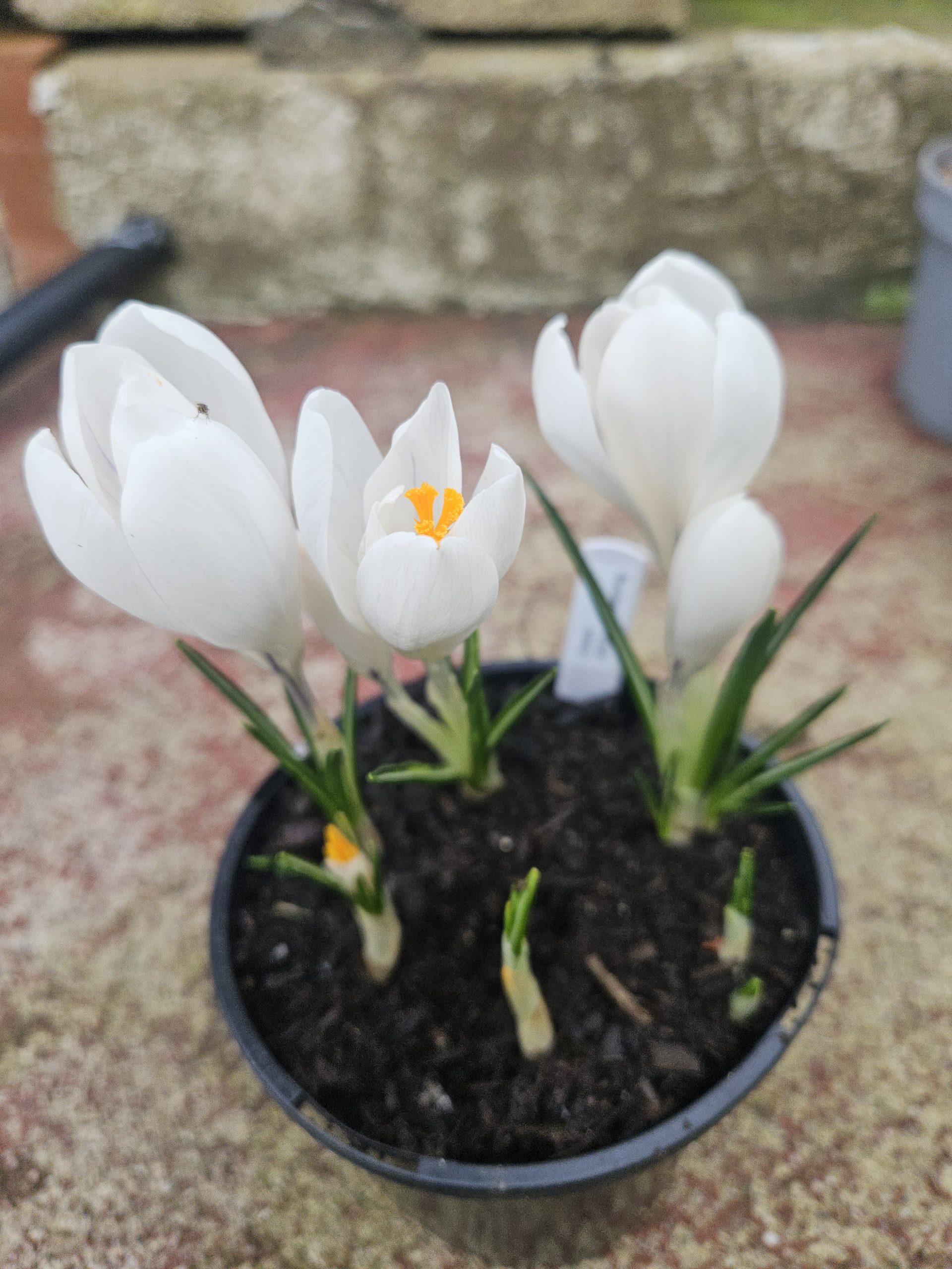 White crocus flowers with yellow-orange centers in a small plastic pot outdoors.