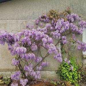 Wisteria sinensis ‘Prolific’