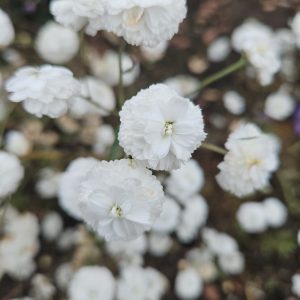 Achillea ptarmica – ‘The Pearl’ (Sneezewort)